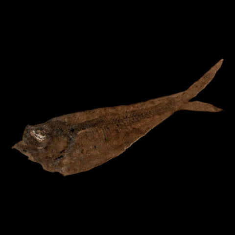 2.2" Diplomystus Dentatus Fossil Fish Green River FM WY Eocene Age COA, Stand