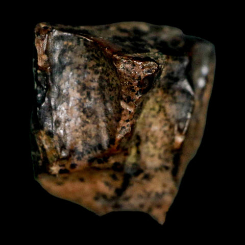 XL 0.6" Triceratops Fossil Tooth Lance Creek FM Cretaceous Dinosaur WY COA Display