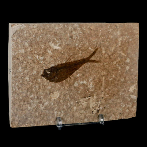 2.2" Diplomystus Dentatus Fossil Fish Green River FM WY Eocene Age COA, Stand