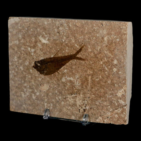 2.2" Diplomystus Dentatus Fossil Fish Green River FM WY Eocene Age COA, Stand