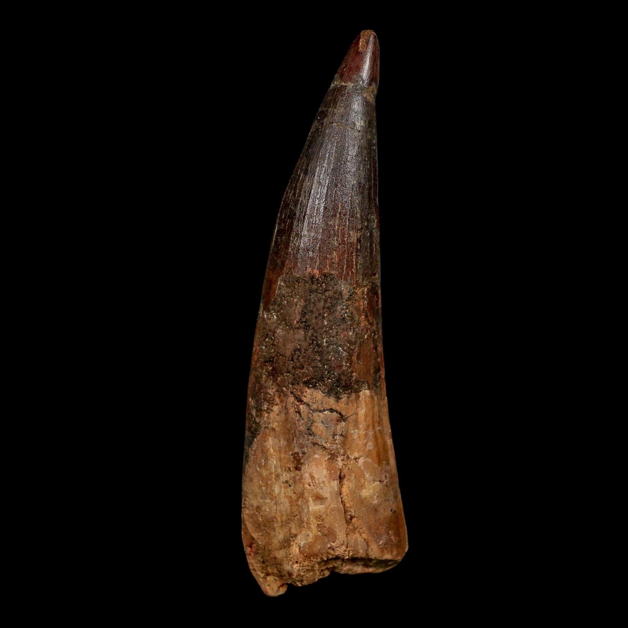 XL 4" Spinosaurus Fossil Tooth 100 Million Years Old Cretaceous Dinosaur COA