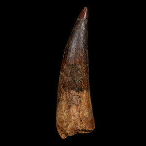 XL 4