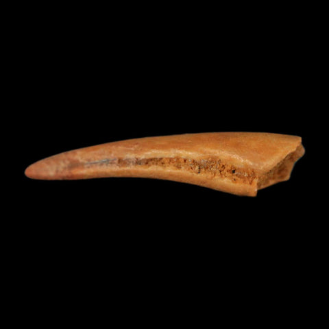 0.7" Dromaeosaurid Raptor Fossil Claw Cretaceous Age Dinosaur COA, Display - Fossil Age Minerals