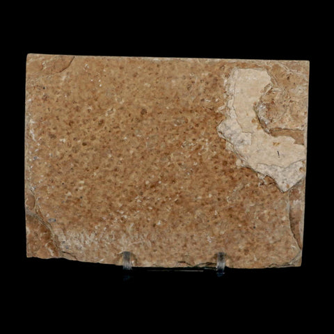 2.2" Diplomystus Dentatus Fossil Fish Green River FM WY Eocene Age COA, Stand