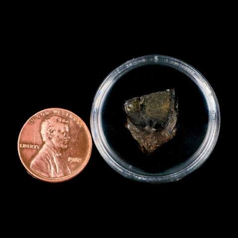 XL 0.6" Triceratops Fossil Tooth Lance Creek FM Cretaceous Dinosaur WY COA Display