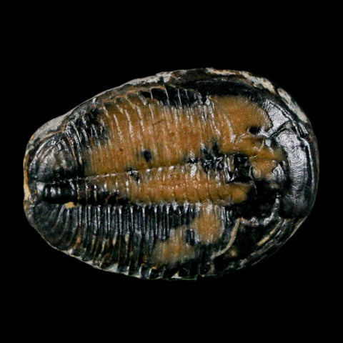 1.1" Elrathia Kingi Trilobite Fossil Utah Cambrian Age 521 Million Years Old COA - Fossil Age Minerals