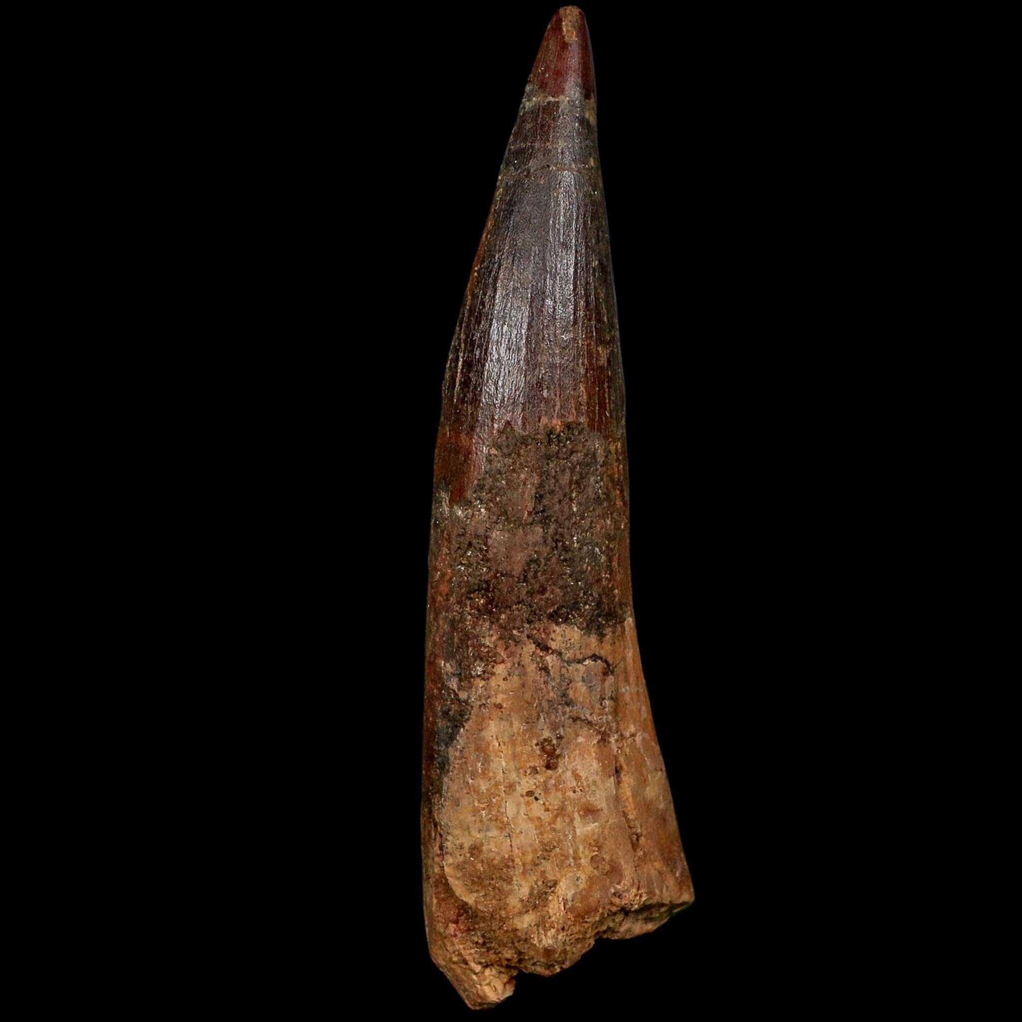 XL 4" Spinosaurus Fossil Tooth 100 Million Years Old Cretaceous Dinosaur COA