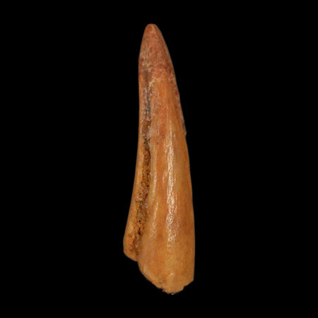 0.7" Dromaeosaurid Raptor Fossil Claw Cretaceous Age Dinosaur COA, Display