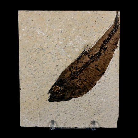 XL 4.1" Knightia Eocaena Fossil Fish Green River FM Wyoming Eocene Age COA & Stand