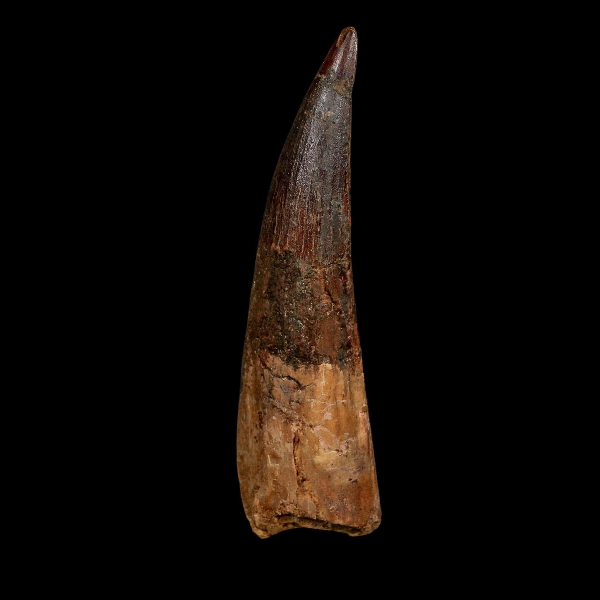XL 4" Spinosaurus Fossil Tooth 100 Million Years Old Cretaceous Dinosaur COA