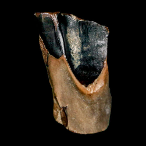 XL 0.7" Triceratops Fossil Tooth Lance Creek FM Cretaceous Dinosaur WY COA Display