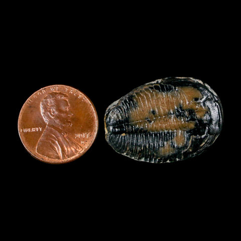 1.1" Elrathia Kingi Trilobite Fossil Utah Cambrian Age 521 Million Years Old COA - Fossil Age Minerals