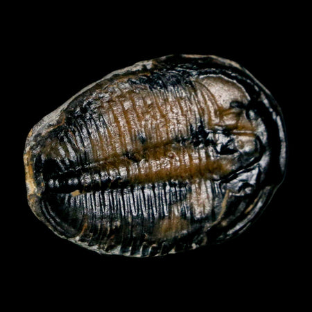 1.1" Elrathia Kingi Trilobite Fossil Utah Cambrian Age 521 Million Years Old COA