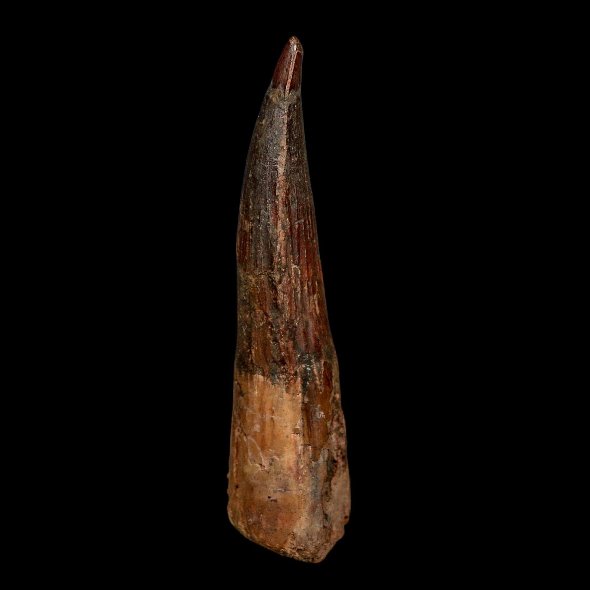 XL 4" Spinosaurus Fossil Tooth 100 Million Years Old Cretaceous Dinosaur COA