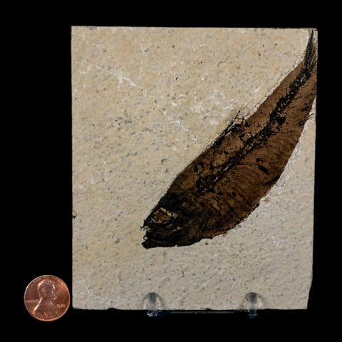 XL 4.1" Knightia Eocaena Fossil Fish Green River FM Wyoming Eocene Age COA & Stand