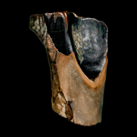 XL 0.7" Triceratops Fossil Tooth Lance Creek FM Cretaceous Dinosaur WY COA Display