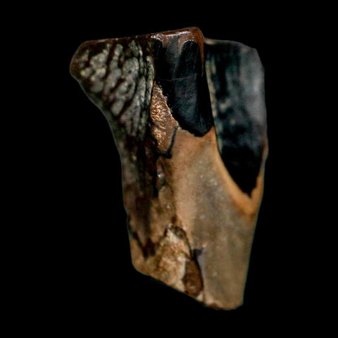 XL 0.7" Triceratops Fossil Tooth Lance Creek FM Cretaceous Dinosaur WY COA Display