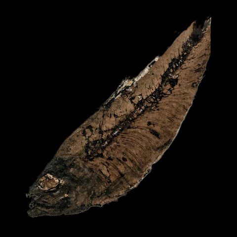 XL 4.1" Knightia Eocaena Fossil Fish Green River FM Wyoming Eocene Age COA & Stand