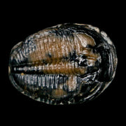 1.1" Elrathia Kingi Trilobite Fossil Utah Cambrian Age 521 Million Years Old COA
