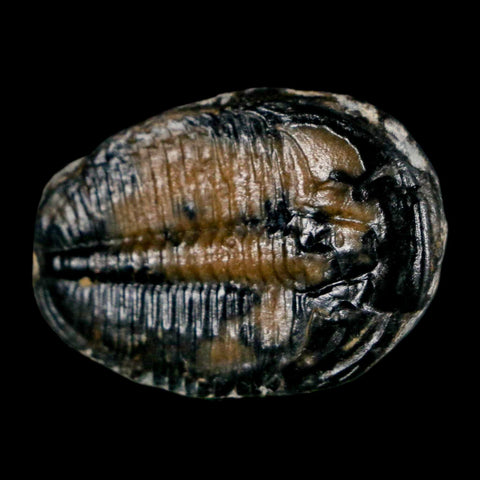 1.1" Elrathia Kingi Trilobite Fossil Utah Cambrian Age 521 Million Years Old COA - Fossil Age Minerals