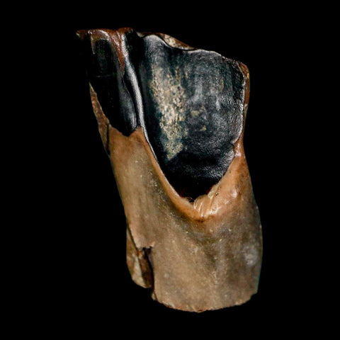 XL 0.7" Triceratops Fossil Tooth Lance Creek FM Cretaceous Dinosaur WY COA Display