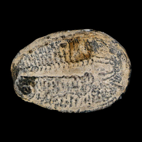 1.1" Elrathia Kingi Trilobite Fossil Utah Cambrian Age 521 Million Years Old COA - Fossil Age Minerals