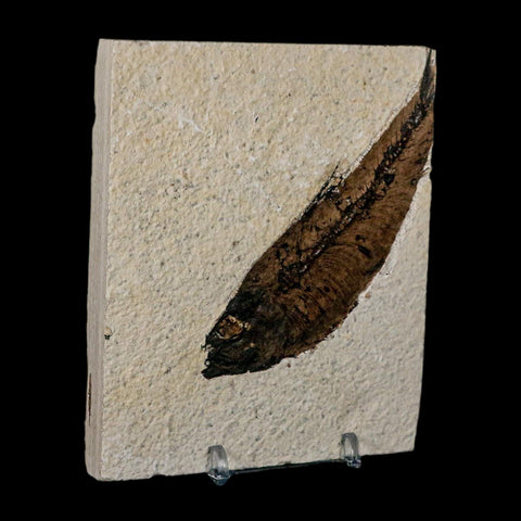XL 4.1" Knightia Eocaena Fossil Fish Green River FM Wyoming Eocene Age COA & Stand