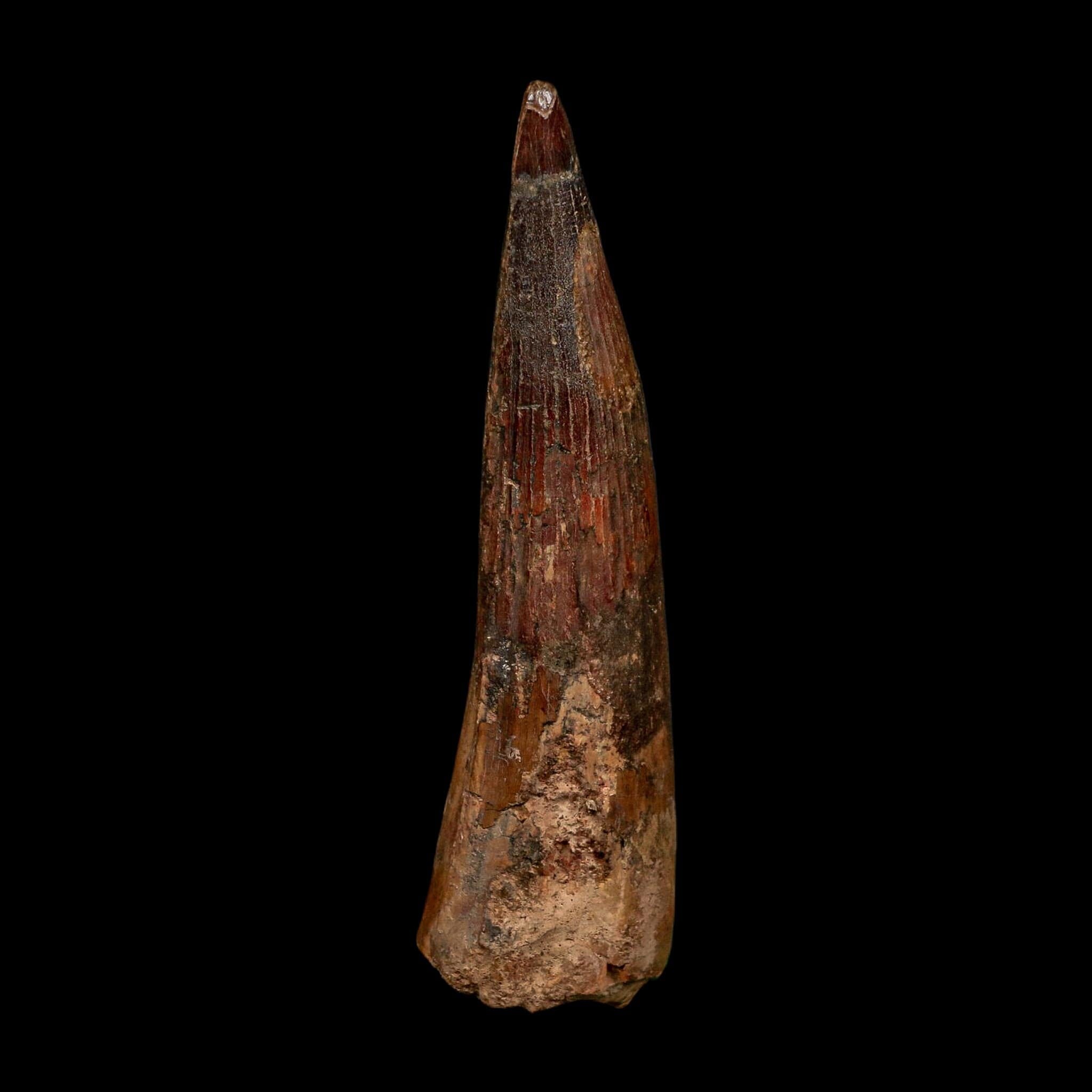 XL 4" Spinosaurus Fossil Tooth 100 Million Years Old Cretaceous Dinosaur COA