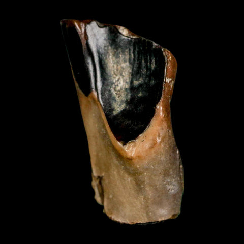 XL 0.7" Triceratops Fossil Tooth Lance Creek FM Cretaceous Dinosaur WY COA Display