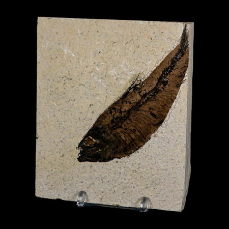 XL 4.1" Knightia Eocaena Fossil Fish Green River FM Wyoming Eocene Age COA & Stand