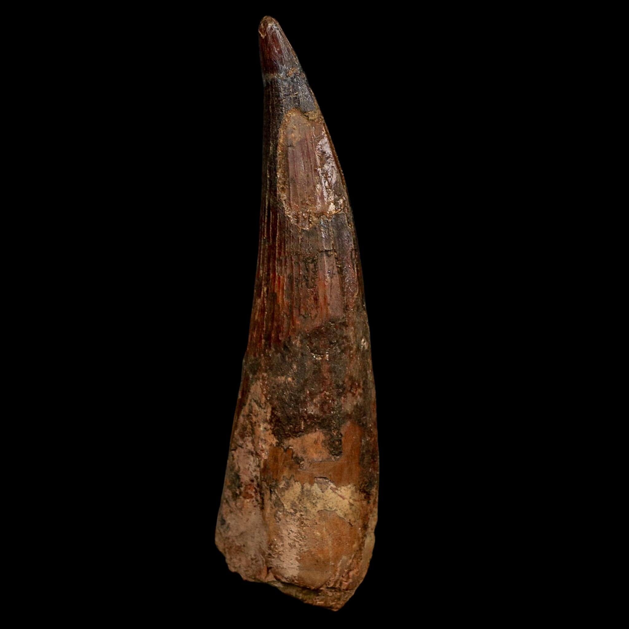 XL 4" Spinosaurus Fossil Tooth 100 Million Years Old Cretaceous Dinosaur COA