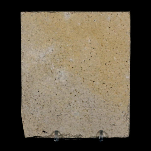 XL 4.1" Knightia Eocaena Fossil Fish Green River FM Wyoming Eocene Age COA & Stand