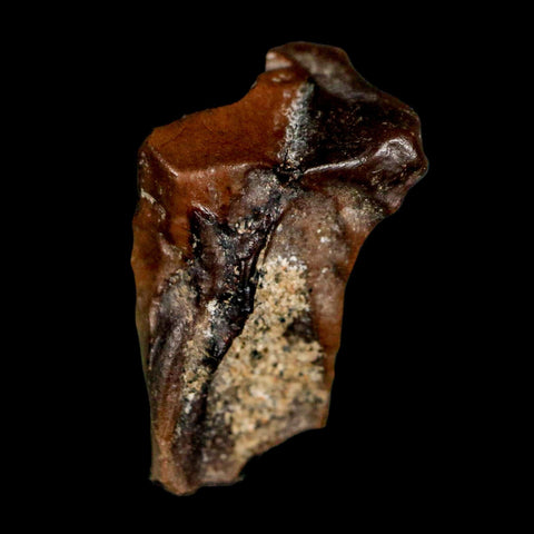 XL 0.7" Triceratops Fossil Tooth Lance Creek FM Cretaceous Dinosaur WY COA Display