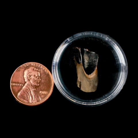 XL 0.7" Triceratops Fossil Tooth Lance Creek FM Cretaceous Dinosaur WY COA Display