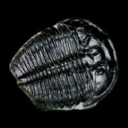 1.1" Elrathia Kingi Trilobite Fossil Utah Cambrian Age 521 Million Years Old COA