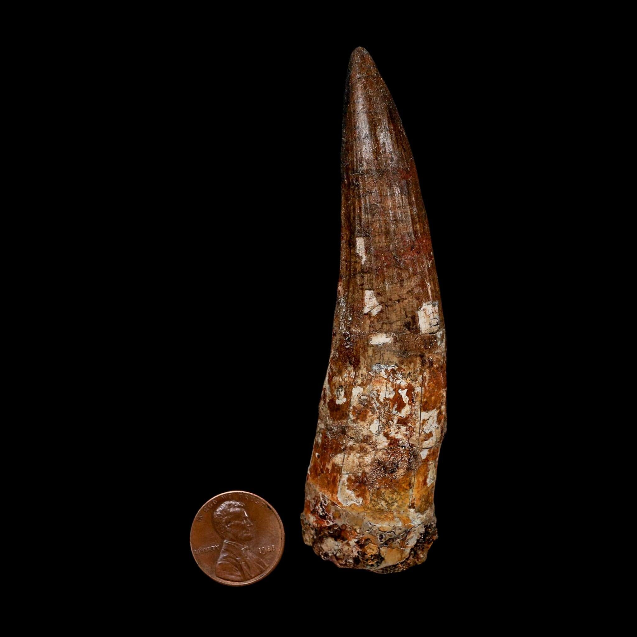 XL 4" Spinosaurus Fossil Tooth 100 Million Years Old Cretaceous Dinosaur COA