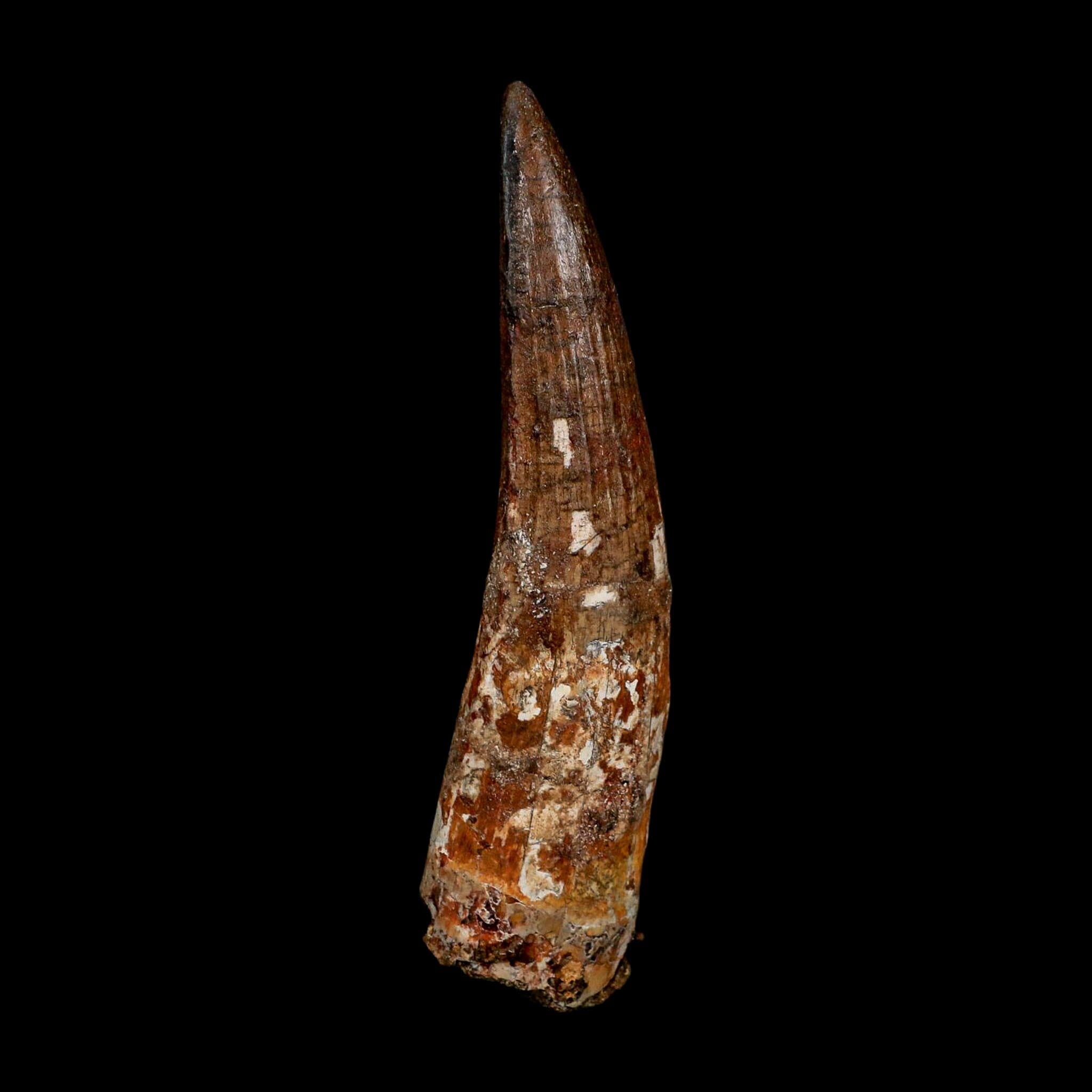XL 4" Spinosaurus Fossil Tooth 100 Million Years Old Cretaceous Dinosaur COA