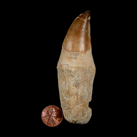 3.9" Mosasaur Prognathodon Fossil Tooth Rooted Cretaceous Dinosaur Era COA