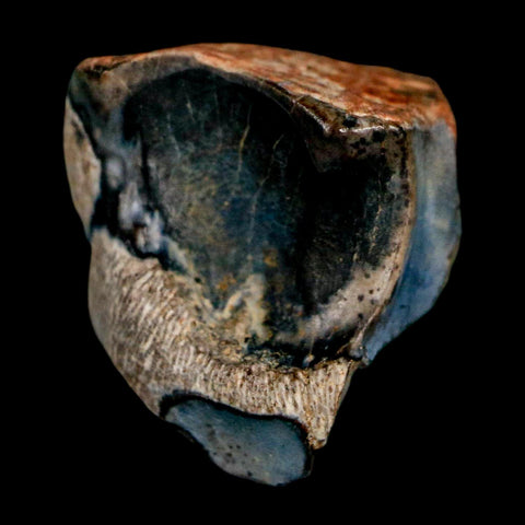 XL 0.6" Triceratops Fossil Tooth Lance Creek FM Cretaceous Dinosaur WY COA Display