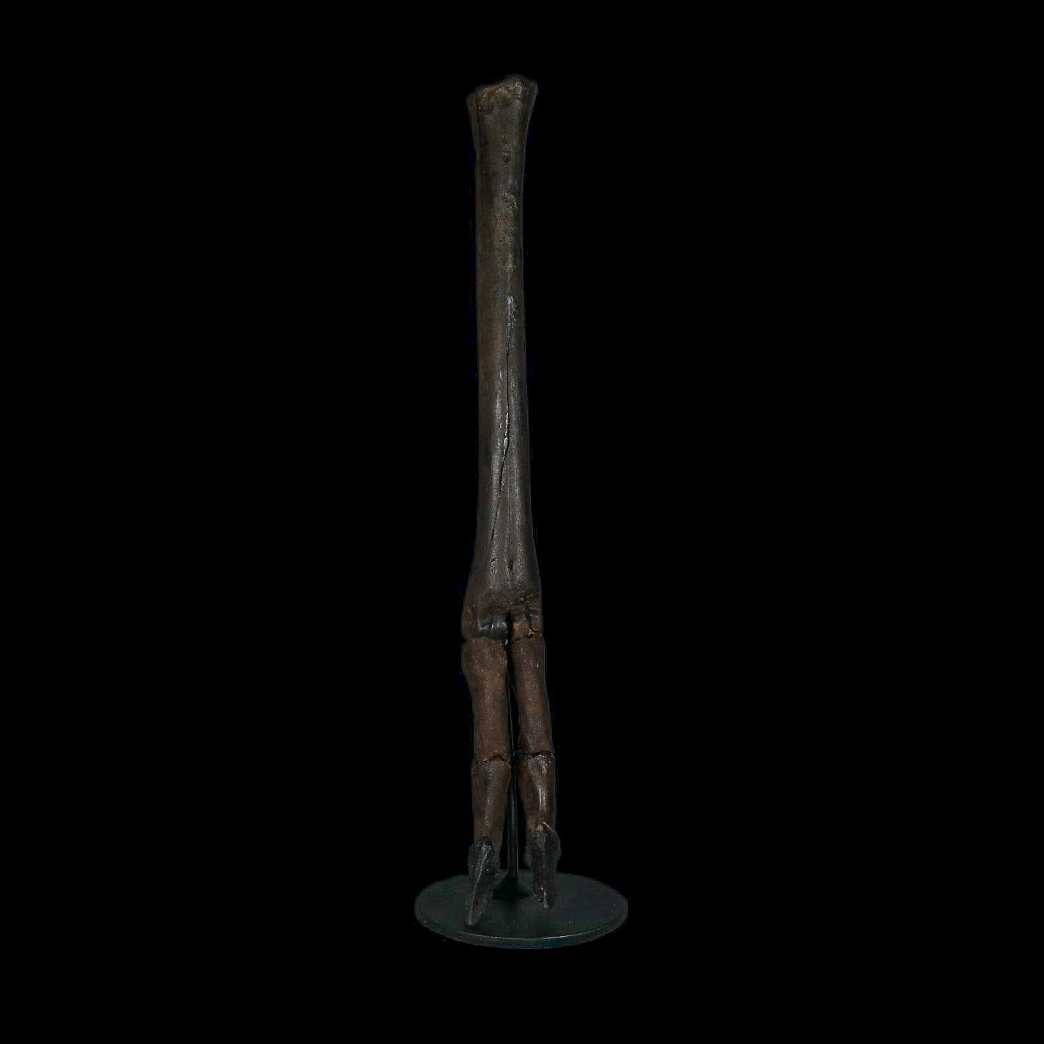 10.4" Odocoileus Virginianus Deer Fossil Leg Bone Pleistocene Age Metal Stand - Fossil Age Minerals