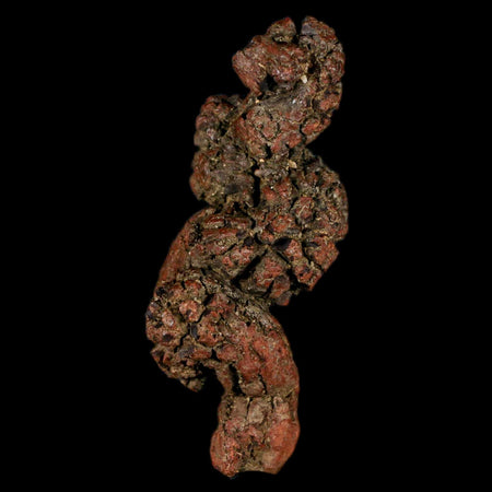 3.2" Prehistoric Coprolite Fossil Specimen Poop Dung Miocene Madagascar