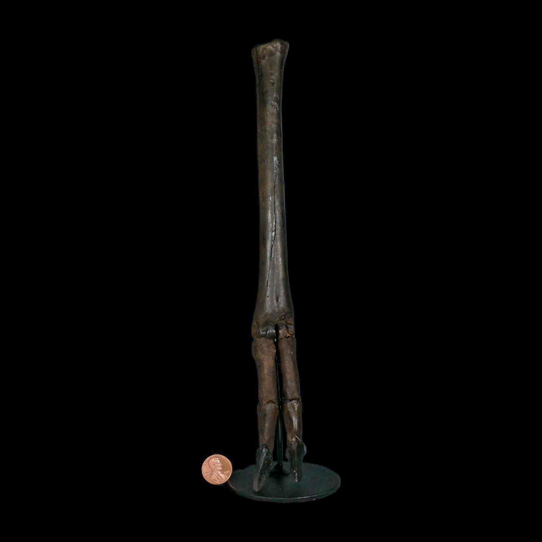 10.4" Odocoileus Virginianus Deer Fossil Leg Bone Pleistocene Age Metal Stand - Fossil Age Minerals