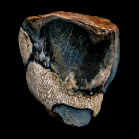 XL 0.6" Triceratops Fossil Tooth Lance Creek FM Cretaceous Dinosaur WY COA Display