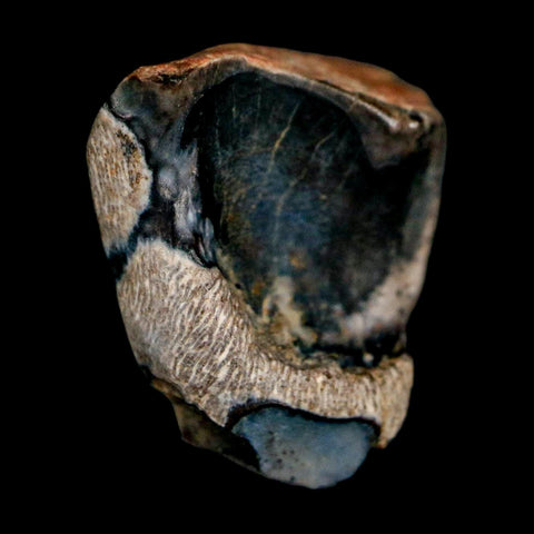 XL 0.6" Triceratops Fossil Tooth Lance Creek FM Cretaceous Dinosaur WY COA Display