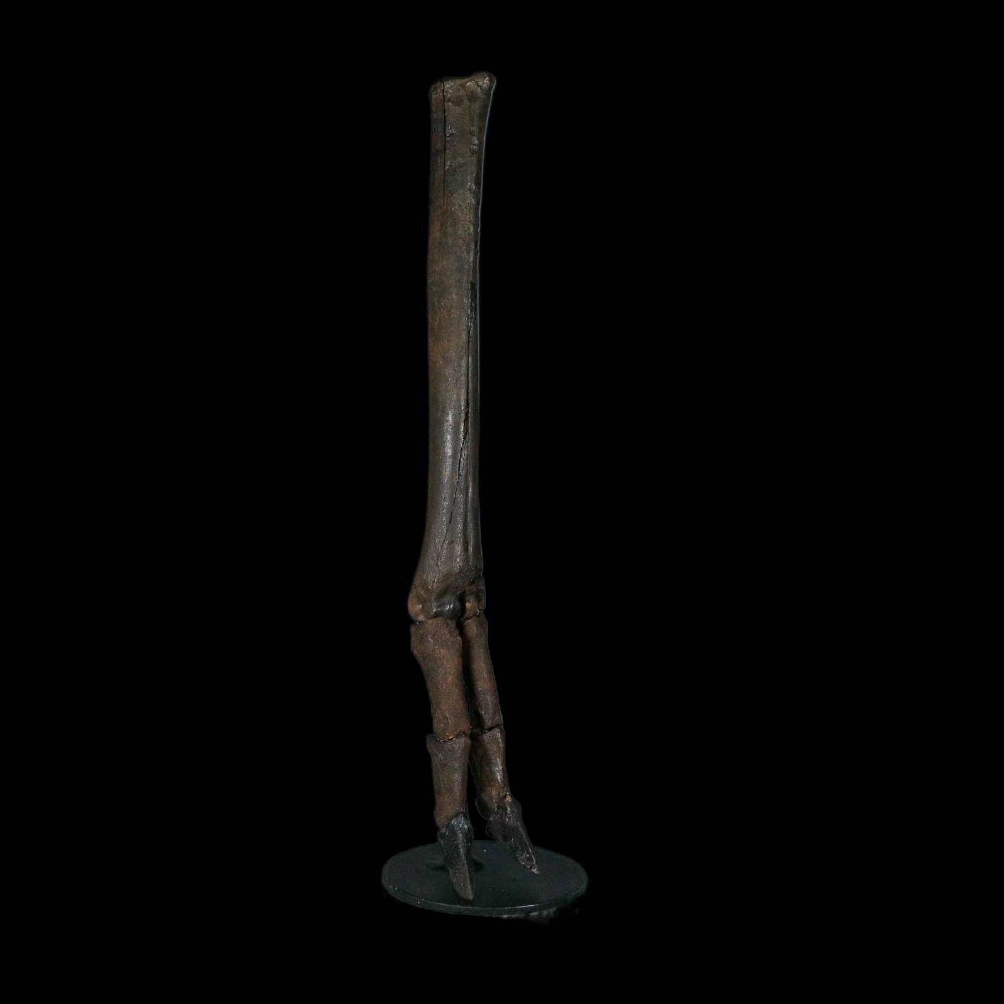 10.4" Odocoileus Virginianus Deer Fossil Leg Bone Pleistocene Age Metal Stand - Fossil Age Minerals