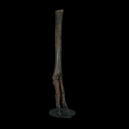 10.4" Odocoileus Virginianus Deer Fossil Leg Bone Pleistocene Age Metal Stand