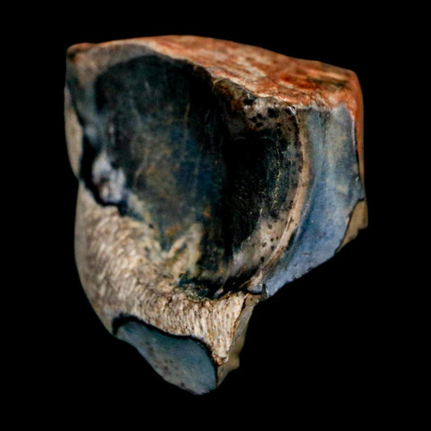 XL 0.6" Triceratops Fossil Tooth Lance Creek FM Cretaceous Dinosaur WY COA Display