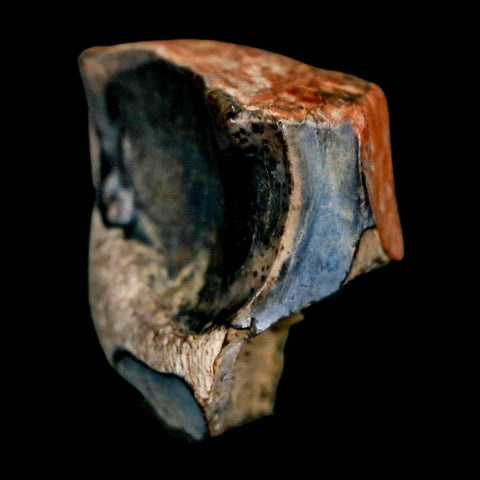 XL 0.6" Triceratops Fossil Tooth Lance Creek FM Cretaceous Dinosaur WY COA Display