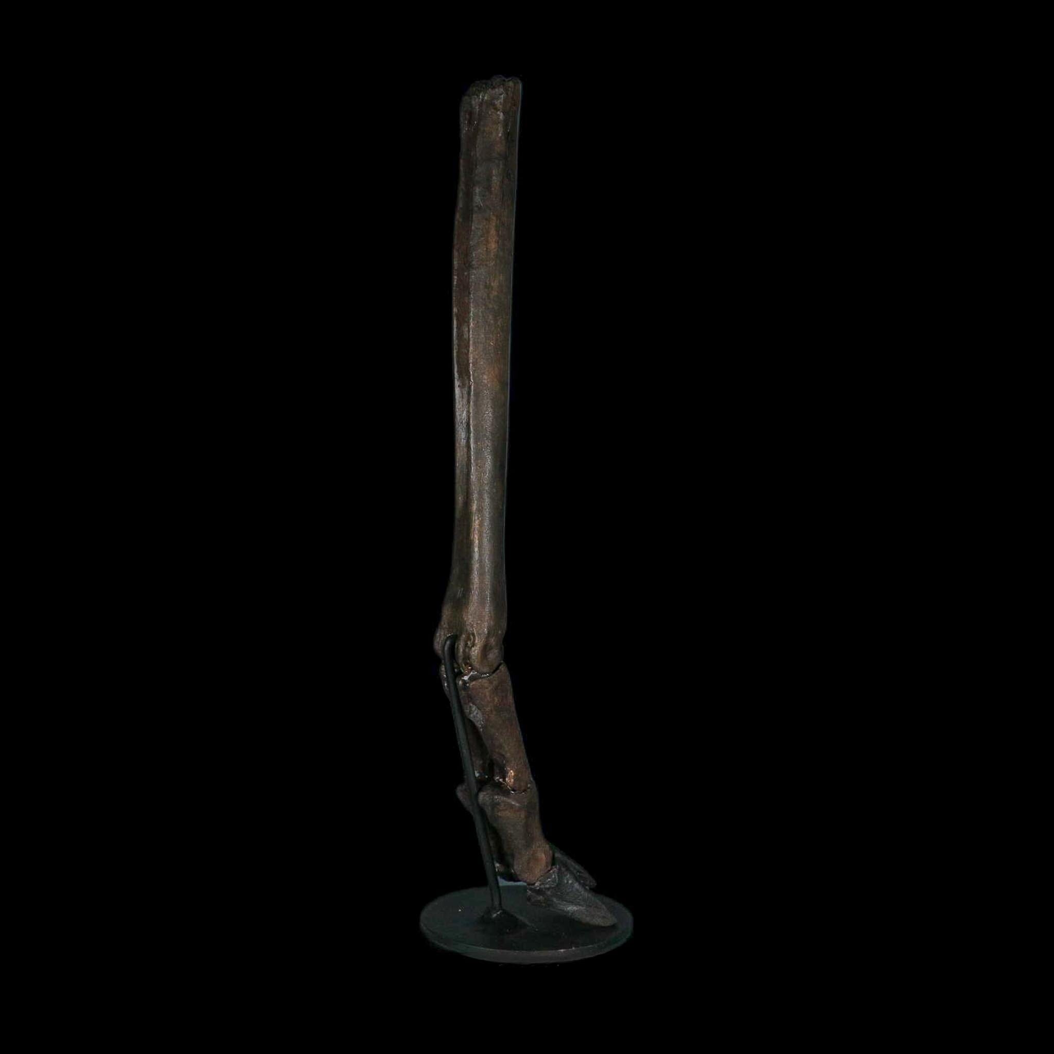 10.4" Odocoileus Virginianus Deer Fossil Leg Bone Pleistocene Age Metal Stand - Fossil Age Minerals