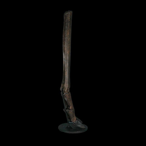 10.4" Odocoileus Virginianus Deer Fossil Leg Bone Pleistocene Age Metal Stand - Fossil Age Minerals